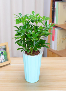 杭州湾花卉租摆公司，为你定制专属花卉盛宴