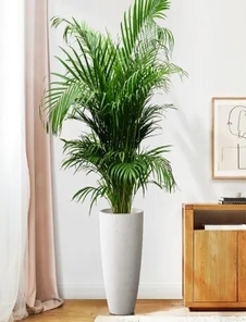 紧跟搜索习惯，镇海花木租摆打造个性空间指南